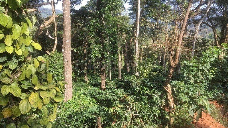 ₹8.40 Cr | 30 acres coffee estate for sale  in madikeri taluk coorg