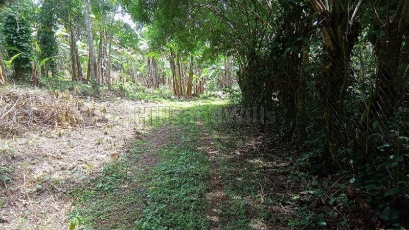 ₹1.70 Cr | 6.82 acres  pepper estate for sale  in thozhukaadu sirumalai