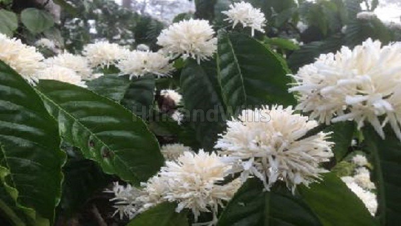 ₹4 Cr | 14.7 acres estate with traditional house for sale  in madikeri coorg