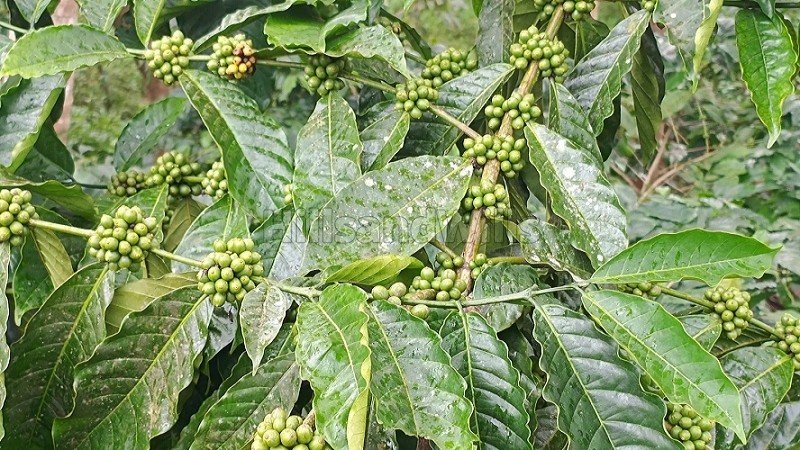 ₹56 Lac | 2 acres coffee estate for sale  in karimani wayanad
