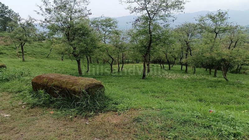 ₹1.50 Cr | 2 bigha commerical land for sale  in dharmpur kasauli solan