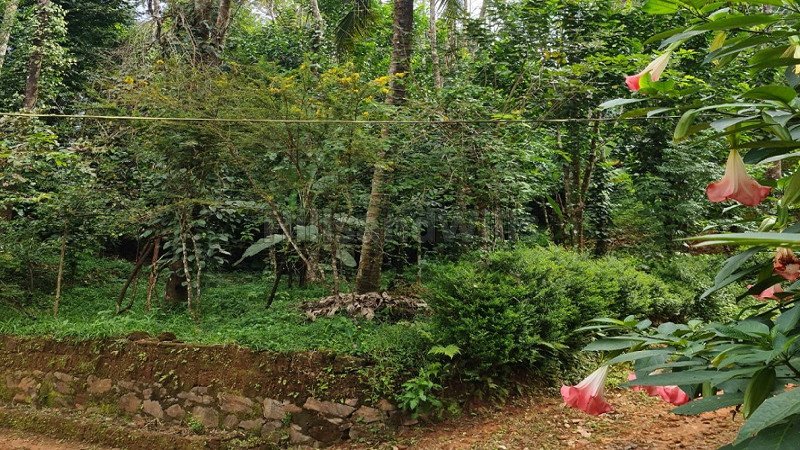 ₹90 Lac | 4 acres residential plot for sale  in valat wayanad