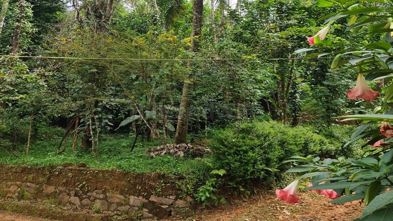 ₹90 Lac | 4 acres residential plot for sale in valat wayanad