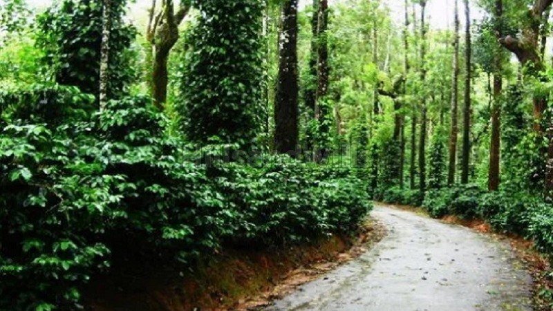 ₹2 Cr | 5 acres coffee estate for sale  in mudigere chikmagalur