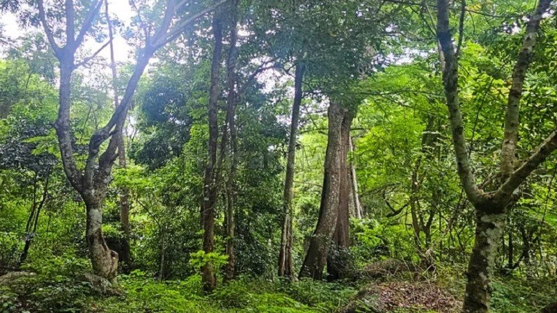 ₹1.90 Cr | 9.5 acres land with private waterfalls for sale in kodaikanal