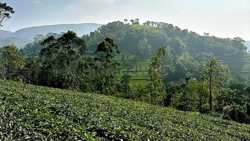 ₹3.50 Cr | 2bhk farm house for sale in vagamon idukki