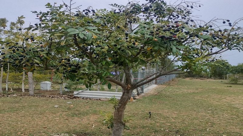 ₹15 Lac | 25 cents residential plot for sale  in thalavadi near nilgiris