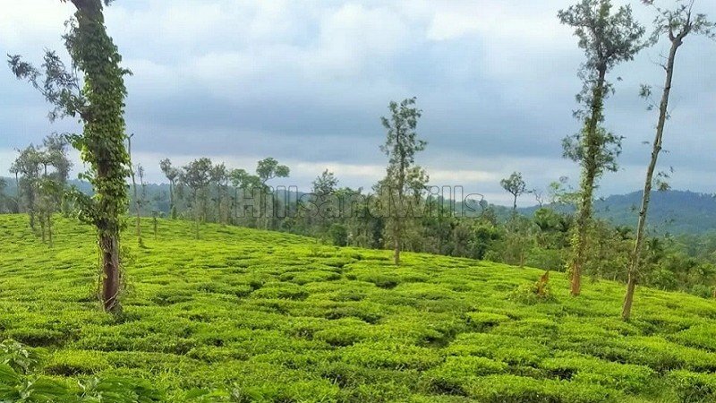 ₹14 Cr&nbsp;|&nbsp;50 acres coffee and tea estate for sale  in bitherkad gudalur
