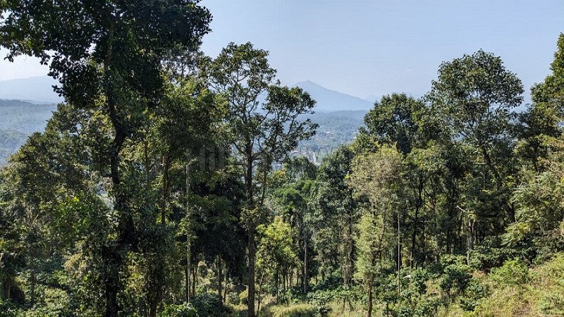 ₹10 Cr | 10 acres coffee estate for sale  in kalpettaa wayanad