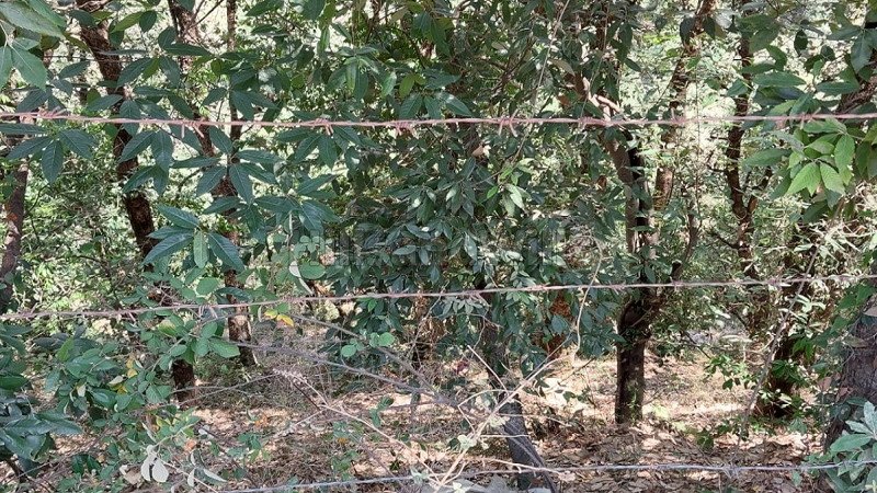 ₹3.50 Cr | 8 bigha agriculture land for sale  in hira nagar shimla