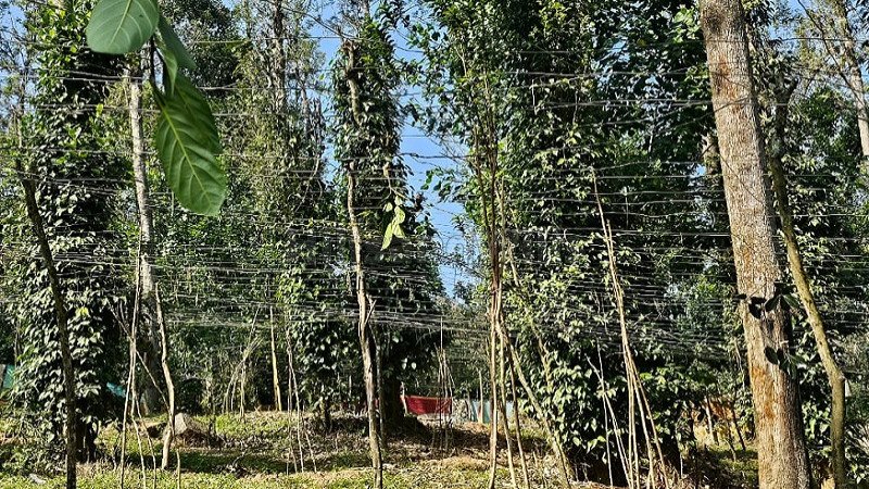 ₹45.90 Cr | 170 acres pepper & cardamom estate for sale  in kodaikanal