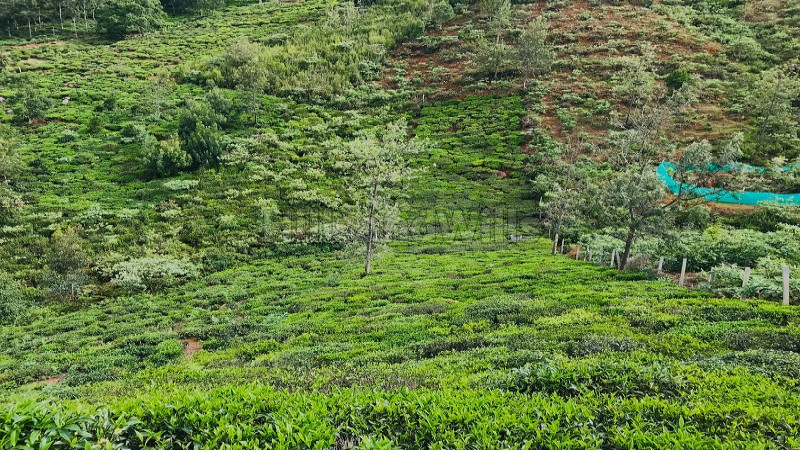 ₹51 Lac | 34 cents agriculture land for sale in kodangatty coonoor