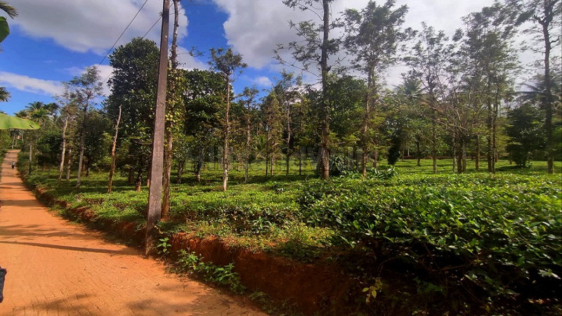 ₹55 Lac | 1 acres agriculture land for sale in wayanad