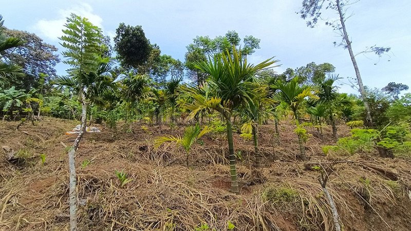 ₹2.98 Cr | 496 cents residential plot for sale  in kalpetta wayanad