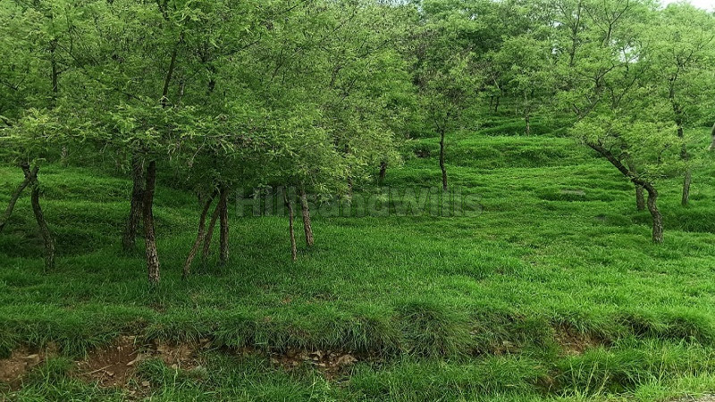 ₹1.50 Cr | 2 bigha commercial land  for sale in dharmpur kasauli solan