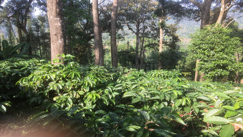 ₹4.40 Cr | 14.5 acres coffee estate with bungalow for sale  in madikeri coorg