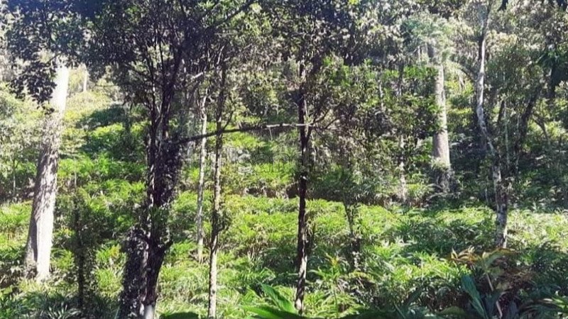 ₹165 Cr | 469 acres cardamom estate for sale  in kumily, idukki