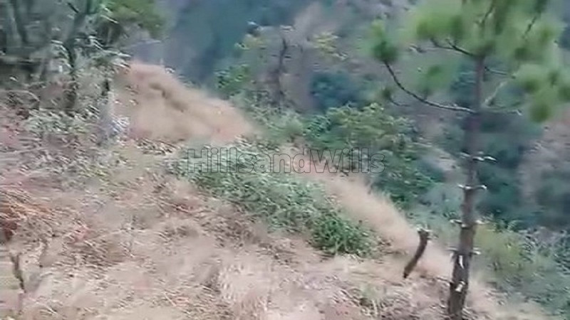 ₹70 Lac | 22 bigha agriculture land for sale in dharech theog, shimla