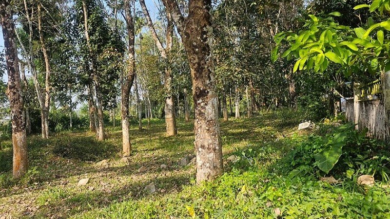 ₹58 Lac&nbsp;|&nbsp;20 cents residential plot for sale  in meenangadi wayanad