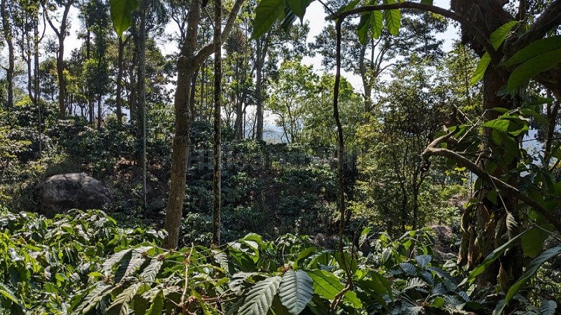 ₹10 Cr | 10 acres coffee estate for sale  in kalpettaa wayanad