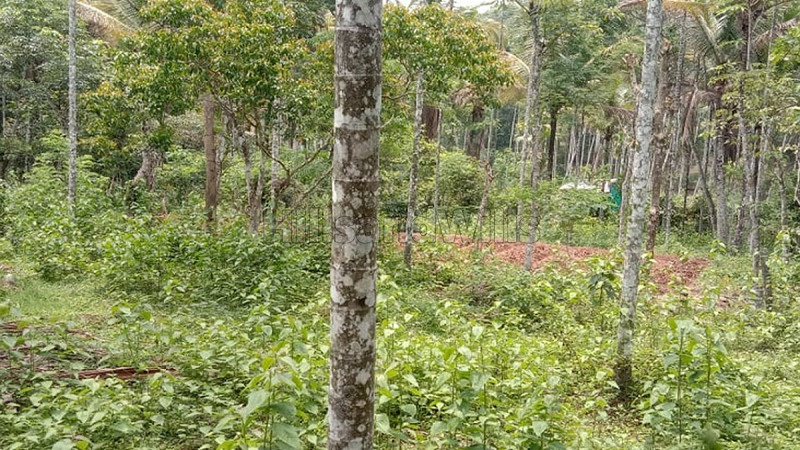 ₹75 Lac | 150 cents residential plot for sale in kenichira wayanad