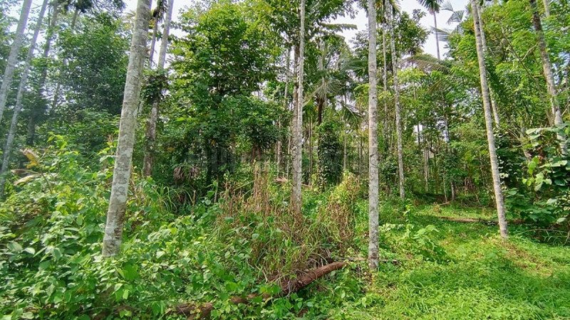 ₹30.23 Lac | 155 cents residential plot for sale  in pulpally wayanad