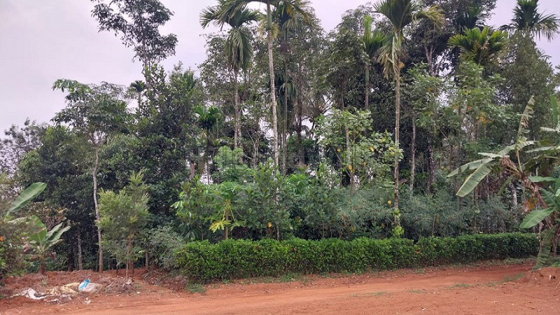 ₹14 Lac | 20 cents residential plot for sale in puthiyidam kunnu wayanad