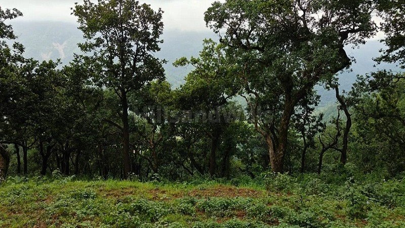 ₹1 Cr | 10 nali agriculture land for sale  in manila near almora / nainital