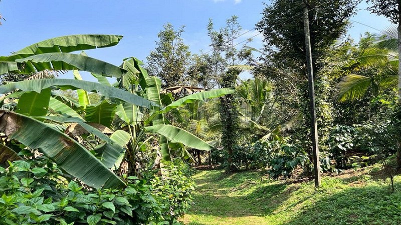 ₹60 Lac | 2bhk farm house for sale  in panamaram wayanad