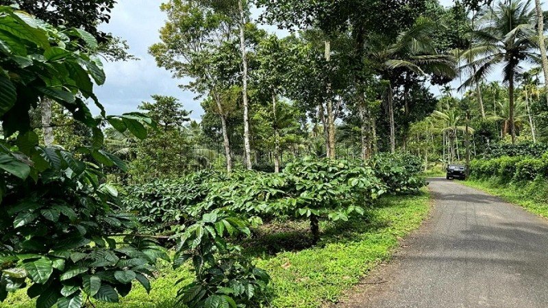 ₹52 Lac | 2 acres coffee estate for sale  in manalvayal wayanad