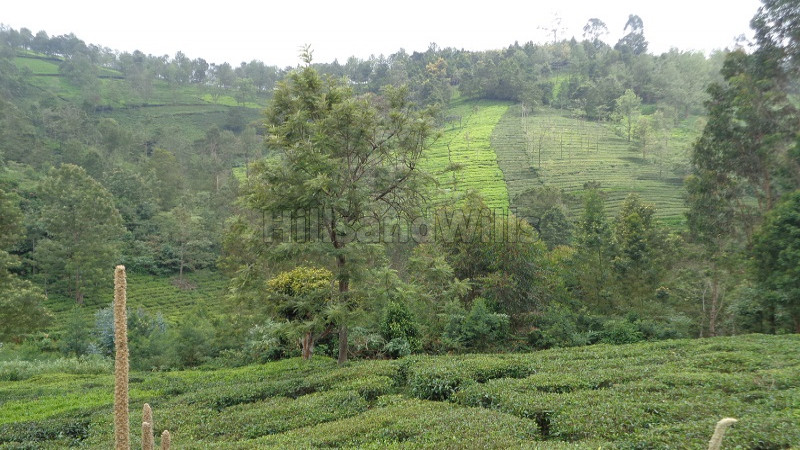 ₹48 Lac | 40 cents Residential Plot For Sale in between Coonoor & Ooty