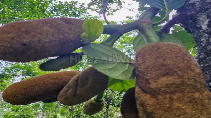 ₹46 Lac | 2 acres agriculture land for sale  in kodaikanal