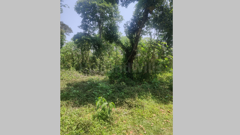 ₹1 Cr | 3 acres residential plot for sale in napoklu coorg