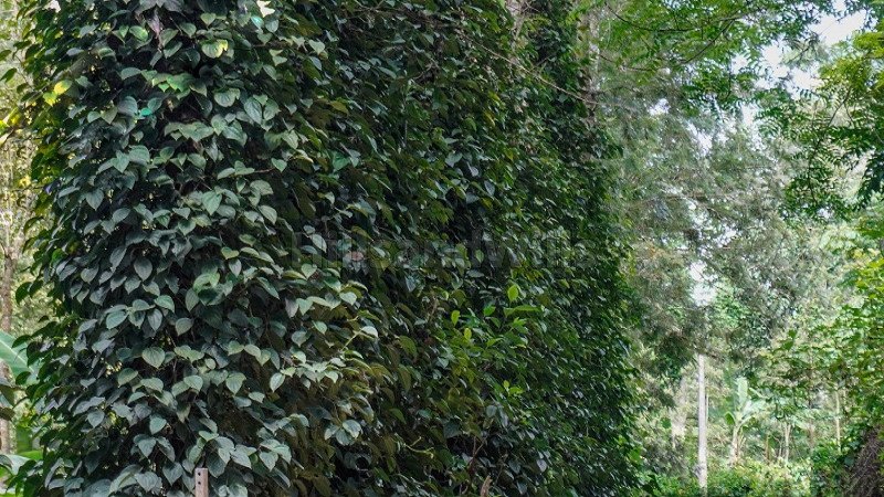 ₹96.25 Lac | 2.75 acres agriculture land for sale  in kodaikanal