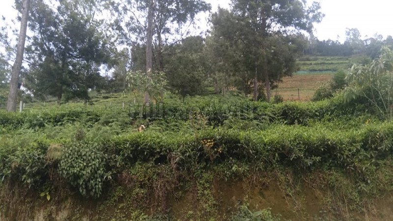 ₹36 Lac | 24 cents agriculture land for sale in kunnihatty kotagiri