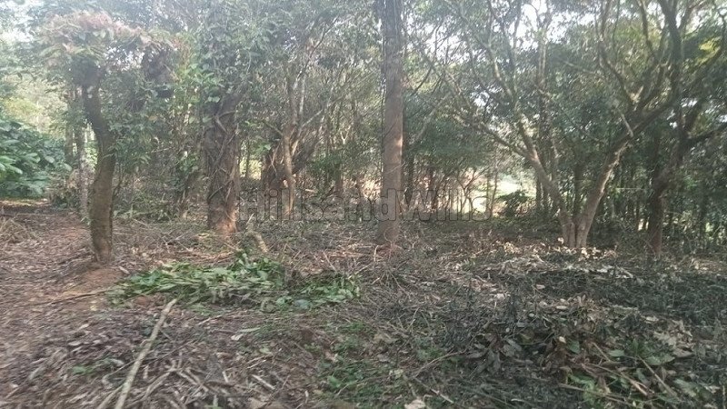 ₹68 Lac | 1.65 acres coffee estate for sale  in bhagamandala coorg