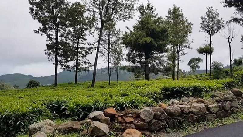 ₹3.25 Cr | 69 cents tea estate for sale  in konavakarai kotagiri