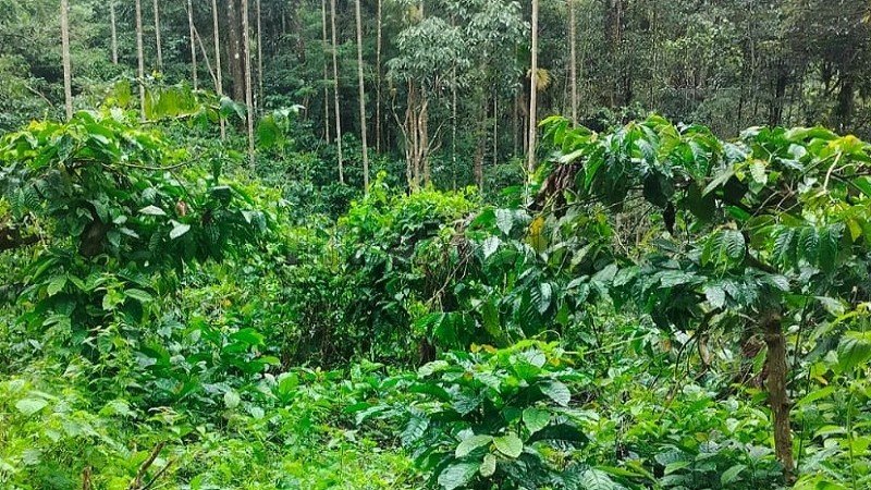 ₹40 Lac | 53 cents residential plot for sale in chunda wayanad