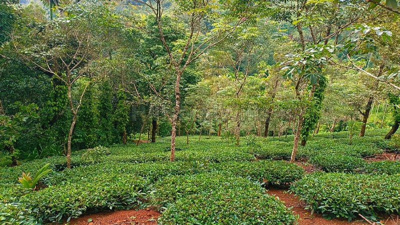 ₹95 Lac | 2bhk independent house for sale  in venmani wayanad