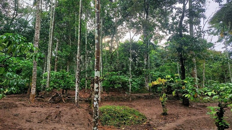 ₹55.30 Lac | 158 cents residential plot for sale  in bathery wayanad