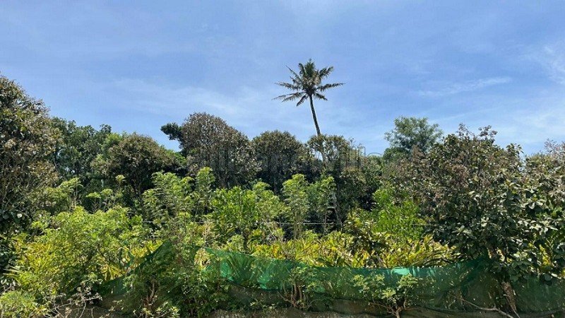 ₹60 Lac | 1 acres agriculture land for sale  in mathippara, kochera idukki