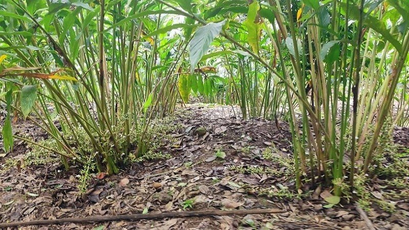₹75 Lac | 2.15 acres agriculture land for sale  near near kallimaly idukki