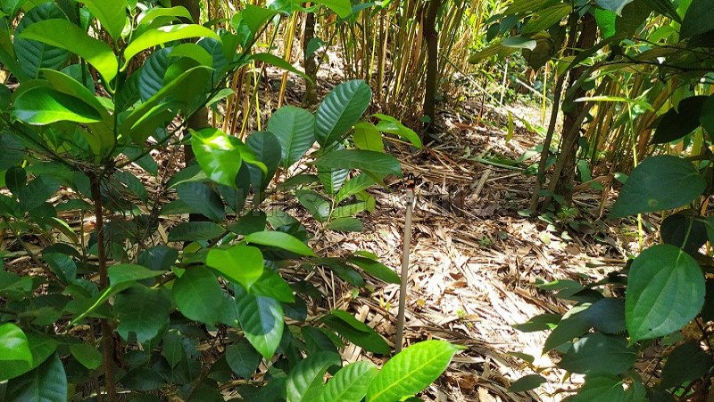 ₹35 Lac | 70 cents residential plot for sale  in calvary mount idukki