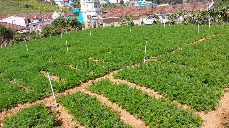 ₹3 Cr | 33 cents agriculture land for sale  in muthorai palada ooty