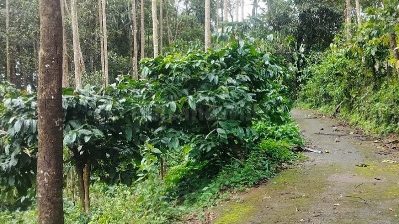 ₹40 Lac | 53 cents residential plot for sale in chunda wayanad