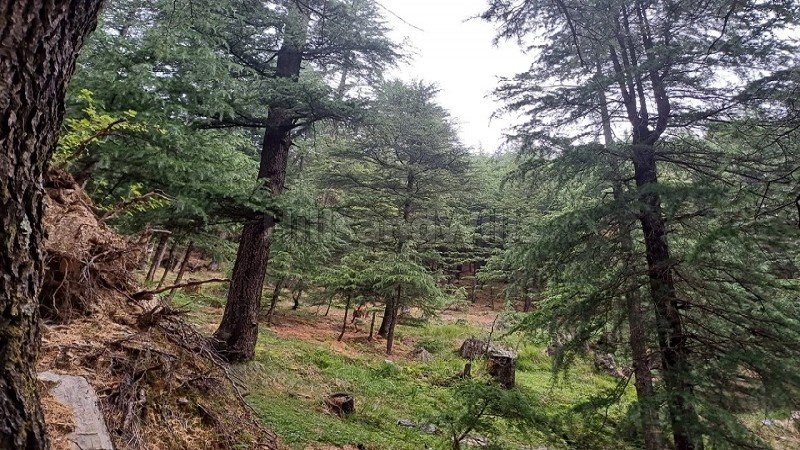 ₹1.38 Cr | 19 biswa commerical land for sale  near main market narkanda nh-5, shimla