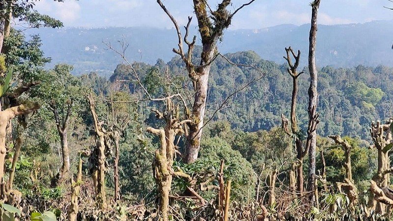 ₹7.50 Cr | 15 acres agriculture land for sale  in madikeri coorg