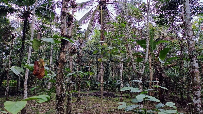 ₹35 Lac | 1 acres residential plot for sale  in pulpally wayanad