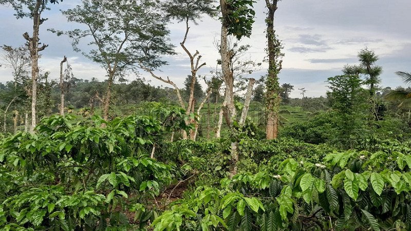 ₹2.40 Cr | 2 acres residential plot for sale  in meppadi wayanad