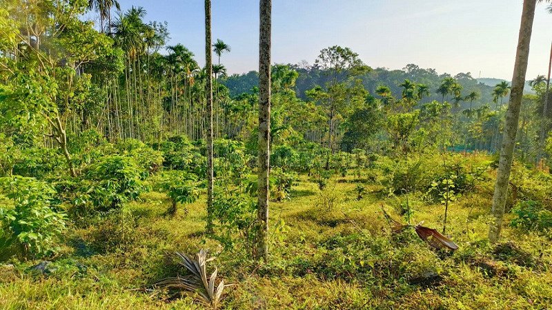 ₹75 Lac | 110.5 cents residential plot for sale  in bathery wayanad
